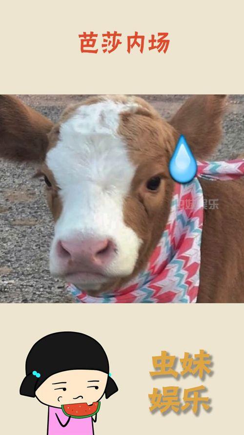 娱乐吃瓜酱细狗,娱乐吃瓜酱带你领略娱乐圈的酸甜苦辣